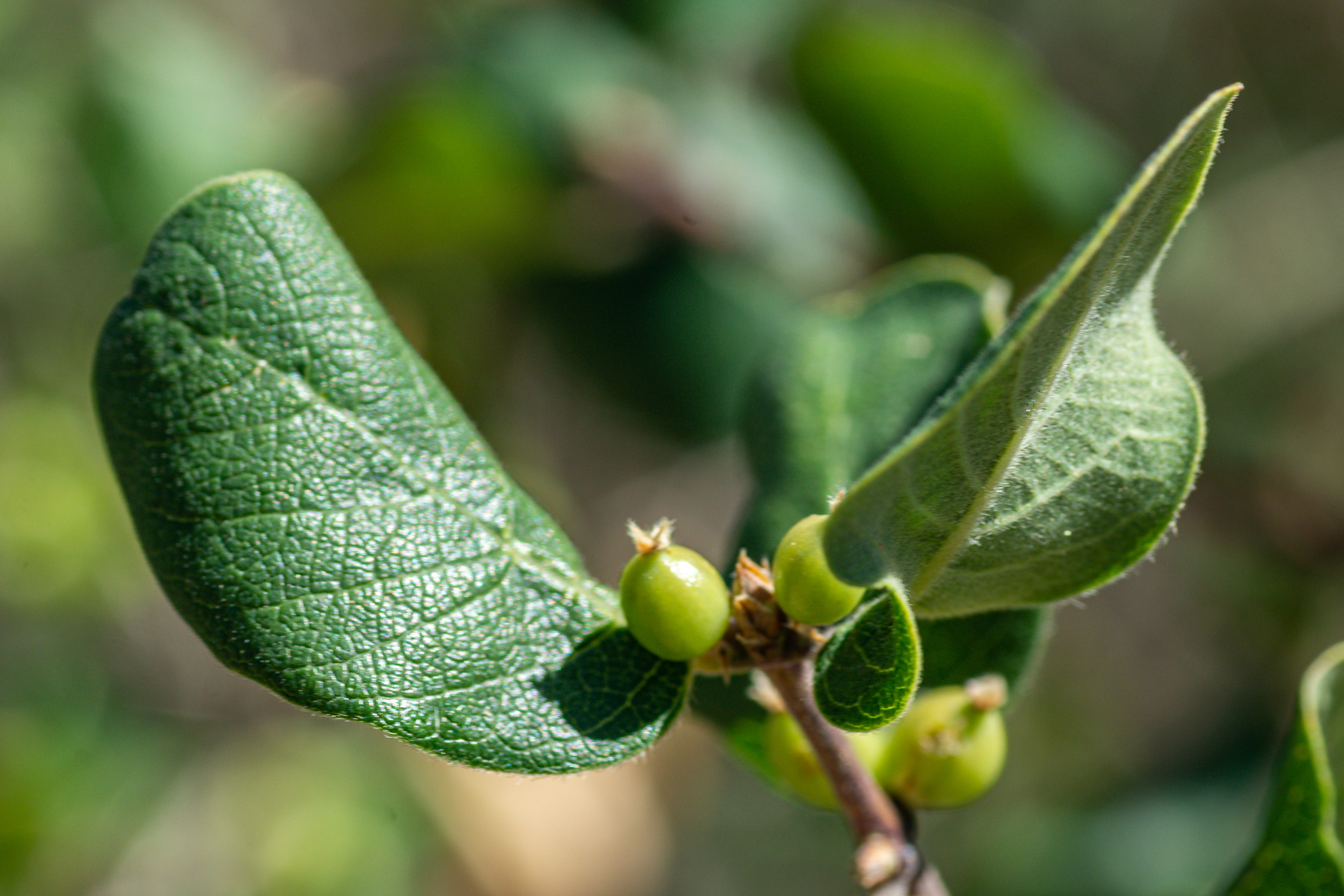 Lonicera arborea  iNaturalist
