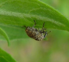 Acanthoscelidius acephalus
