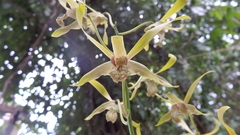 Dendrobium mirbelianum