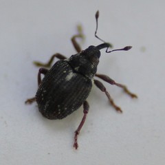 Ceutorhynchus anthonomoides