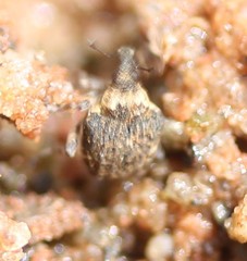 Neophytobius cavifrons