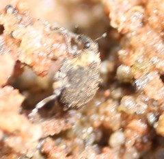 Neophytobius cavifrons