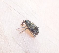 Acoptus suturalis