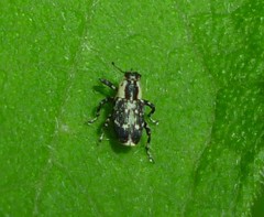 Cylindrocopturus quercus