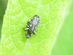 Cylindrocopturus quercus