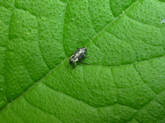 Cylindrocopturus quercus