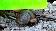 Helminthoglypta diabloensis