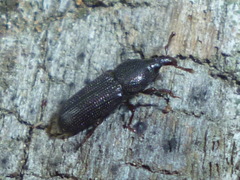 Cossonus