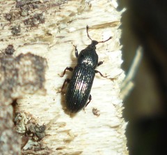 Cossonus
