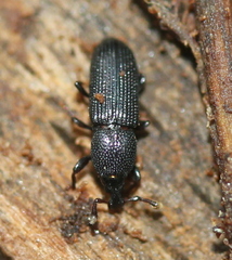 Cossonus