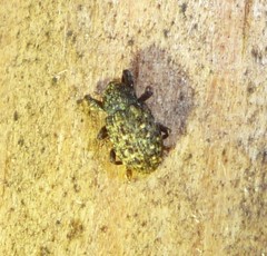 Apteromechus ferratus