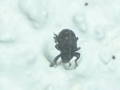Apteromechus ferratus