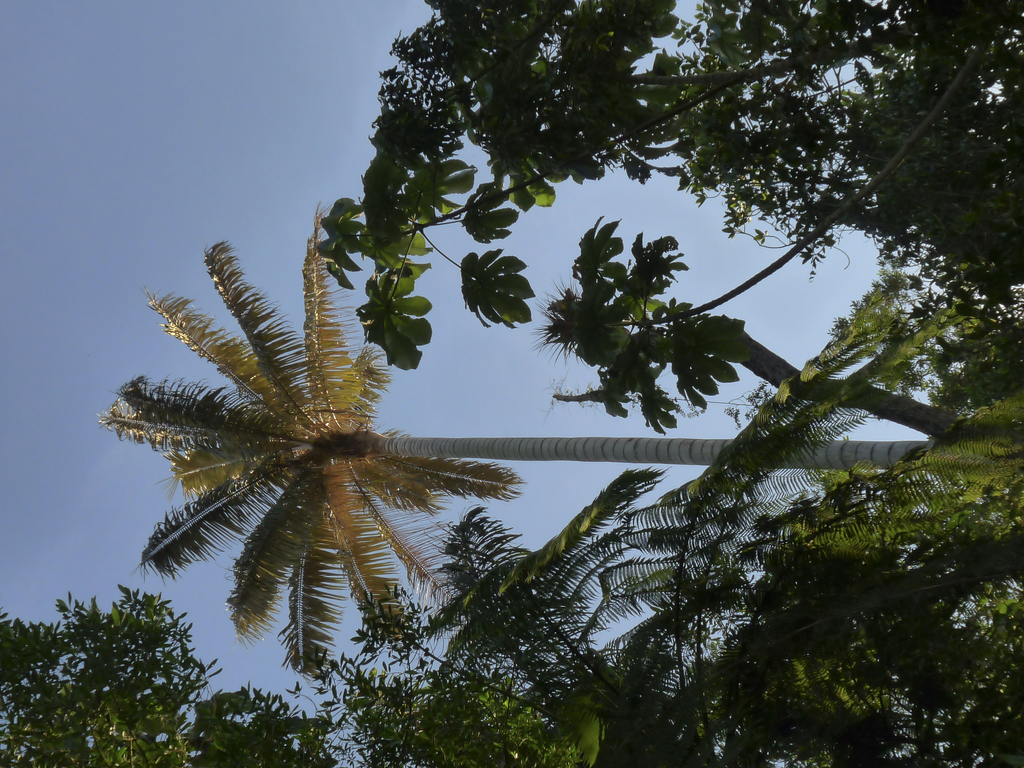 Ceroxylon alpinum; photograph (c) Oscar Marín, some rights reserved (CC BY-SA)
