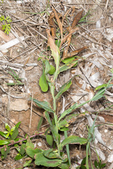 Lathyrus ochrus