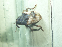 Cryptorhynchus fuscatus