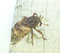 Cryptorhynchus fuscatus