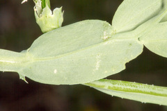 Lathyrus ochrus