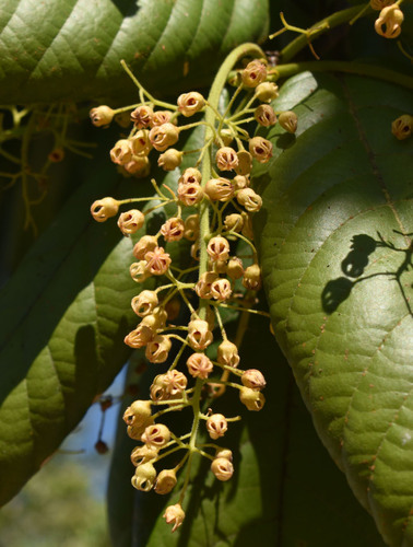 Sterculia conwentzii K.Schum. 3