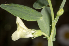 Lathyrus ochrus