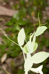 Lathyrus ochrus