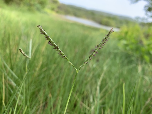 Paspalum vaginatum Sw.