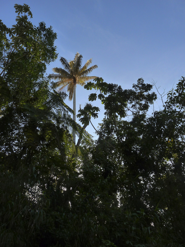 Ceroxylon alpinum, photograph 4