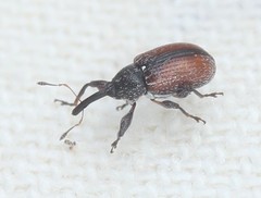 Anthonomus suturalis