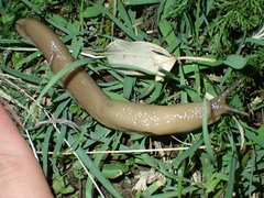 Urocyclidae