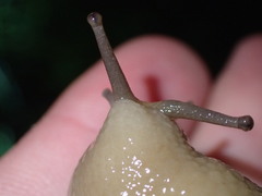 Urocyclidae