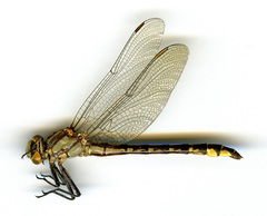 Phanogomphus kurilis