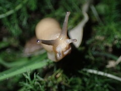 Urocyclidae