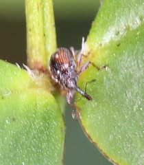 Anthonomus vespertinus