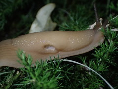 Urocyclidae