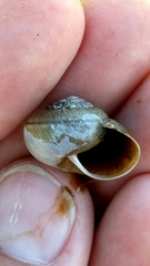 Helminthoglypta diabloensis