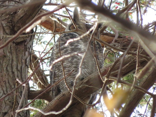 Eastern Great Horned Owl photographed in Connecticut