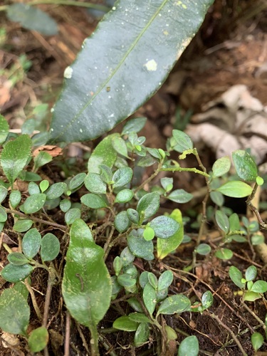 Peperomia portoricensis