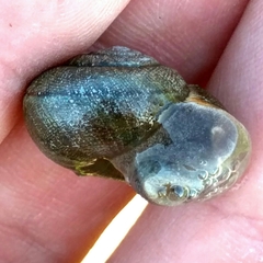 Helminthoglypta diabloensis