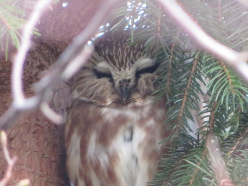 Northern Saw-whet Owl photographed in Connecticut