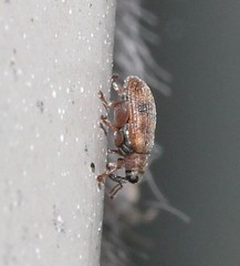 Orchestes steppensis