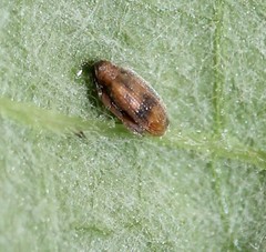 Orchestes steppensis