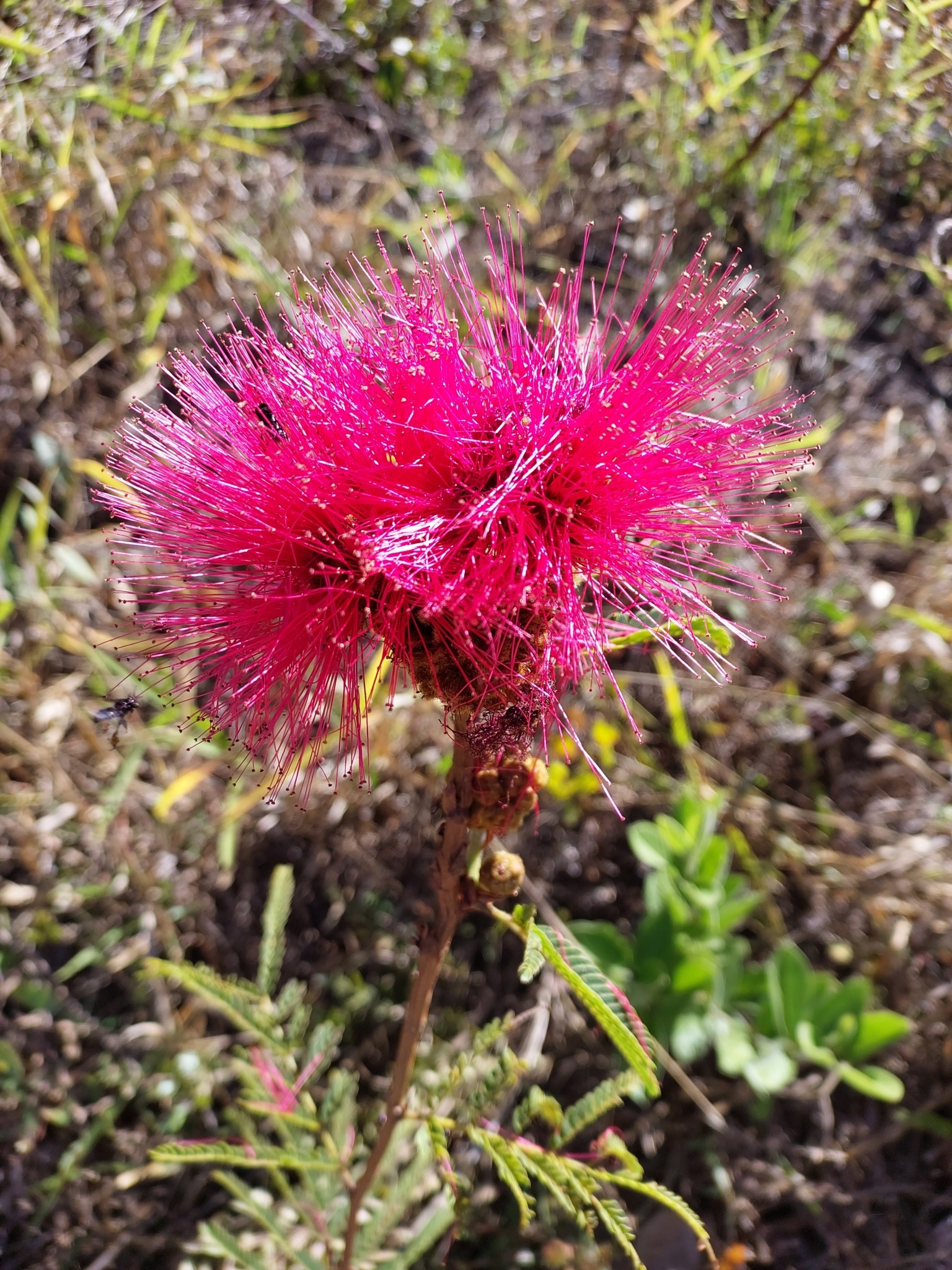 Calliandra dysantha