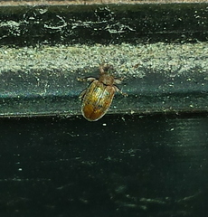 Orchestes steppensis