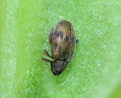 Orchestes steppensis