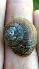 Helminthoglypta diabloensis