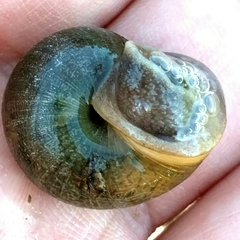 Helminthoglypta diabloensis