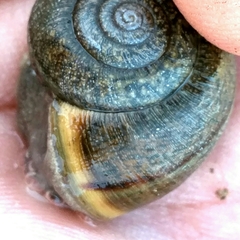 Helminthoglypta diabloensis