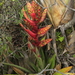 Tillandsia caloura - Photo (c) Apipa, algunos derechos reservados (CC BY-NC), subido por Apipa