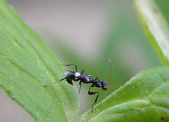 Neodryinus typhlocybae