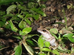 Eleutherodactylus cystignathoides