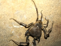 Pachylus paessleri